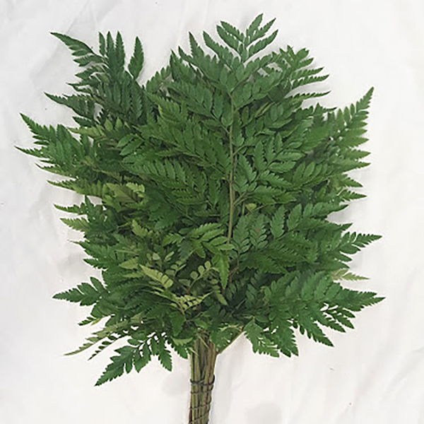Leather Leaf Grower Bunches