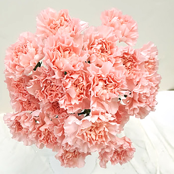 Pink Carnation Grower Bunches