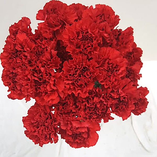 Red Carnation Grower Bunches