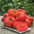 atlas tomato