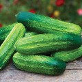 Pick A Bushel Cucumber